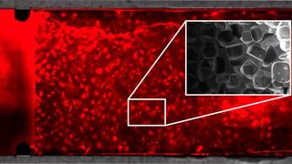 Die schwammähnliche Struktur des Chips (in grau) wurde mit Salzkristallen erzeugt. Die roten Mikroorganismen besiedeln sie im Labor innerhalb weniger Tage. (Bild: Institut für Biologische Grenzflächen-1, KIT)