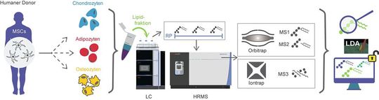 Abb. 2: Profiling-Methode: Isolierung und Differenzierung der MSCs mit anschließender Extraktion und LC-MS Analyse und Datenauswertung  (LC = liquid chromatography, HRMS = high resolution mass spectrometry).(Bild:  Universität Wien)