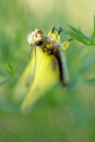 Schmetterlingshaft (Bild: Florian Braun)
