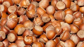 Experten der Lebensmittelüberwachung haben bei einer weltweit von Interpol organisierten Aktion rund 545 Tonnen Haselnuss-Erzeugnisse überprüft und hier teils nicht zulässige Beimischungen andere Nussarten wie Erd- oder Cashewnüsse entdeckt. (gemeinfrei)