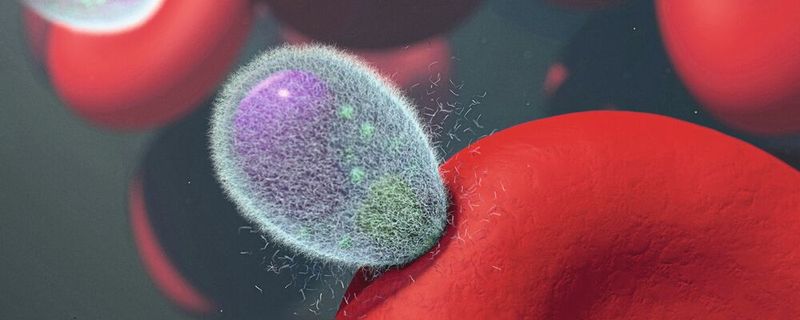 Erreger der Malaria sind einzellige Parasiten der Gattung Plasmodium, übertragen durch Anopheles Mücken. Die Parasiten dringen in rote Blutkörperchen ein, vermehren sich darin, bringen sie zum Platzen und machen sie klebrig – dadurch entstehen Fieber, Blutarmut und manchmal kleine Gefäßverstopfungen. (Bild:  frei lizenziert/National Institute of Allergy and Infectious Diseases / Unsplash)