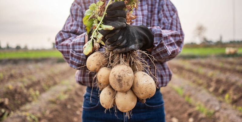 Grund für den ausbleibenden Erfolg bei der Züchtung von Kartoffelpflanzen ist das komplexe Genom der Kartoffel: die meisten Zuchtlinien sind tetraploid. (Symbolbild)(Bild:  natara - stock.adobe.com)