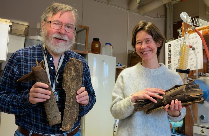 Karl Egil Malterud and Helle Wangensteen with bark from the african Olon tree, which contains chemicals that can kill both the malaria parasite and the mosquitoes that transmit the disease. (Bjarne Røsjø)