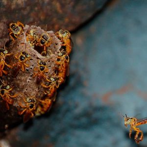 (Christoph Grüter, JGU)