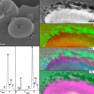 (© Tetyana Milojevic)