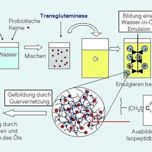 Abb. 2: Prinzip der Mikroverkapselung von probiotischen Keimen mit dem Zwischenschritt der enzymatischen Gelbildung.