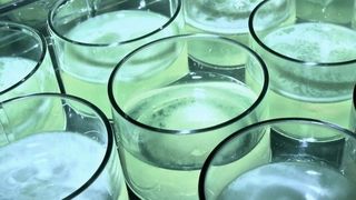 In solchen Kulturschalen mit verschiedenen Linien von Pseudomonas fluorescens haben Forscher die Entstehung einfacher fortpflanzungsfähiger Zellverbände aus Einzelzellen beobachtet. (Bild: Gayle Ferguson)