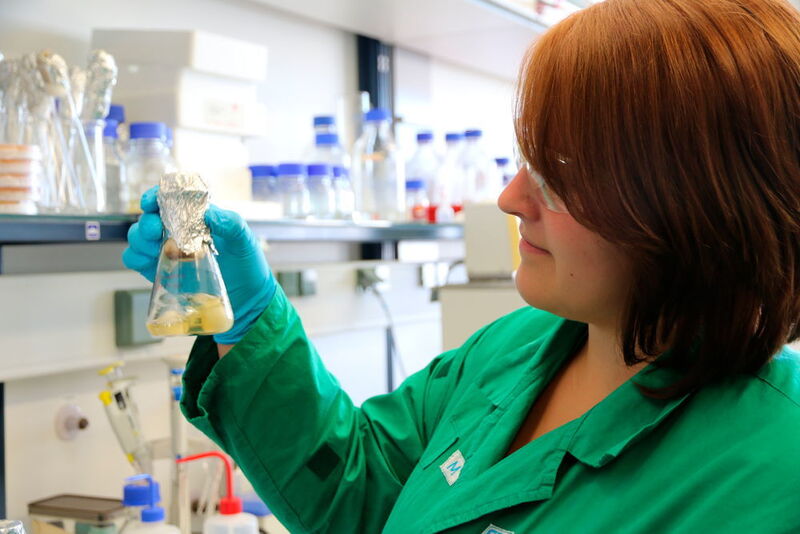 Eine Chemikerin des HZDR bereitet Pilze für die Untersuchungen vor. Nach den Laborversuchen wollen die Forscher das Potential auch im freien Feld testen. (HZDR)