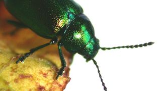 Abb. 1: Der Grüne Sauerampferkäfer (Gastrophysa viridula) ist Vorbild für ein neues Material in der Bionik. Es kann genauso wie das Insekt unter Wasser an Oberflächen haften. (Bild: Stanislav Gorb, Copyright: CAU)