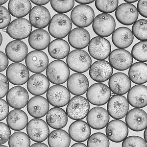 Abb. 1: ETH-Forscher haben ein Verfahren entwickelt, mit dem sie Emulsionstropfen mit einer bestimmten Menge von Partikeln gezielt stabilisieren können.