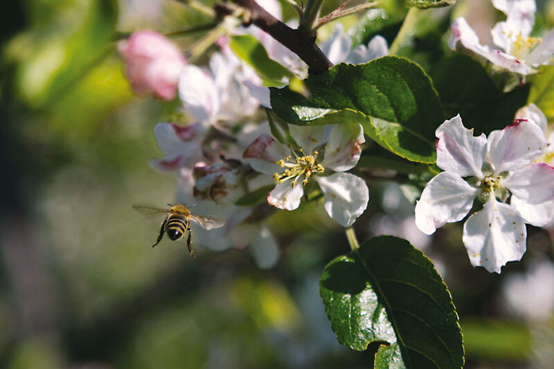 Abb.1: Biene beim
Anflug auf eine
Apfelblüte (Archiv: Vogel Business Media)
