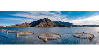 Mittlerweile stammen rund 90% der Lachse in unseren Kühlregalen aus Aquakulturen, also künstlichen Zuchtbecken in Flüssen und Meeren. In Deutschland kommen die meisten Lachse aus Norwegen. Bis zu 200.000 Lachse tummeln sich in einem Zuchtbecken. (Symbolbild) (Bild: Andrey Armyagov / AdobeStock)