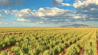 Bis 2050 will Bridgestone herkömmliches Gummi durch nachhaltige Rohstoffe ersetzen. (Foto: Bridgestone)