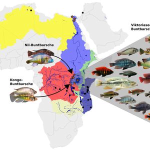 Die Flusssysteme rund um den Viktoriasee und die beiden ursprünglichen Vorfahren aus dem Nil- und dem Kongo-Einzugsgebiet sowie ein Teil der rund 700 aus ihnen hervorgegangenen Arten, 500 davon allein im Viktoriasee.