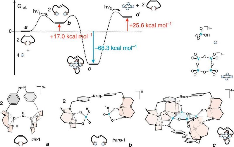 Die molekulare Maschine der CAU-Forscher baut aus vier Vanadat-Einheiten einen Ring zusammen. Der reaktionsablauf ist oben schematisch dargestellt. Unten sind die Molekülmodelle des Nanoroboters bei den Schritten a, b und c skizziert. (Herges et al, Towards a light driven molecular assembler, Commun. Chem. 2, 62 (2019), 10.1038/s42004-019-0163-y)