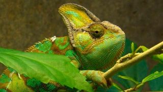 Native Advertising passt sich seinem Umfeld an - ähnlich wie ein Chamäleon.  (gemeinfrei)