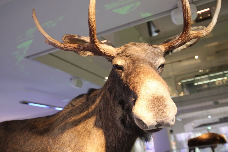 Da staunte nicht nur der ein oder andere Museumsbewohner... (Bild: Nuissl)