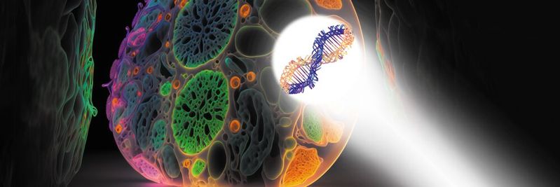 Abb. 1: Ein kürzlich entwickeltes optogenetisches System [1] ermöglicht es, die Gen­expression von Organoiden präzise in Raum und Zeit zu kontrollieren. (Symbolbild)(Bild:  © jalil / KI generiert, amiak; stock.adobe.com; [M] VCG)