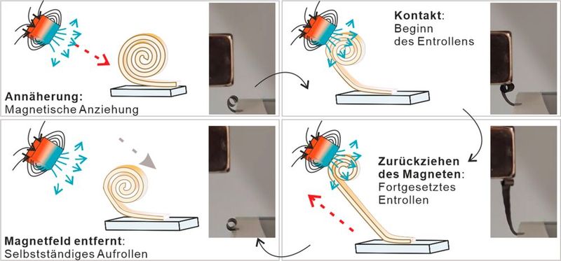 So muss man sich das Funktionsprinzip der keramischen Mikrorolle vorstellen, die per Magnetfeld kontrolliert aufgerollt werden kann. Das winzige Ding entwickelt dabei Kräfte, die zig-Mal dessen eigenes Gewicht tragen können, wie die Forscher aus Stuttgart betonen. (Bild: Universität Stuttgart / IMW)