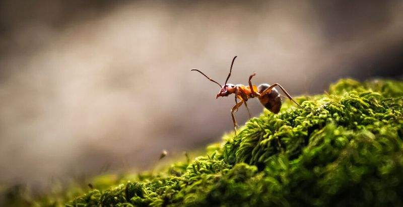 Ameisen verhalten sich Artgenossinnen aus einem bestimmten Nest gegenüber aggressiver, wenn sie vorher von anderen aus diesem Nest attackiert wurden. (Symbolbild)(Bild:  loginovsergei - stock.adobe.com)
