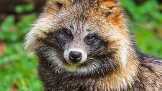 Kann das Corona-Virus eine Gefahr für Tiere wie den Marderhund sein? Experten sind sich hier noch nicht einig. (© AGM)