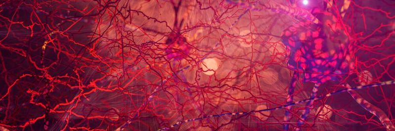 Ein einzelnes Neuron kann sich im Gehirn mit bis zu 10.000 anderen Nervenzellen vernetzen Ein einzelnes Neuron kann sich im Gehirn mit bis zu 10.000 anderen Nervenzellen vernetzen