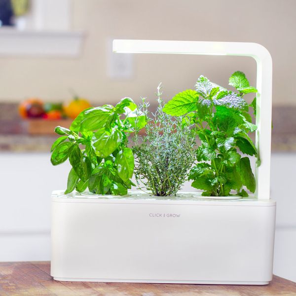 Bei www.radbag.de gibt es den Click & Grow Smarter Kräutergarten für drinnen. Im Lieferumfang sind 3x Basilikum enthalten. Einfach einstecken und Wassertank befüllen - der smarte Kräutergarten arbeitet von selbst. Der Wassertank muss nur alle 3-6 Wochen gefüllt werden. Preis: 99,95 Euro
 (www.radbag.de)