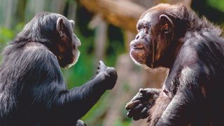Eine aktuelle Studie ergab: Die Architektur für komplexe Kommunikation existierte bereits beim gemeinsamen Vorfahren von Menschen und Schimpansen. (Symbolbild) (Bild: © Patrick Rolands - stock.adobe.com)