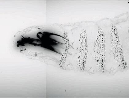 Kopf einer Fruchtfliegenlarve: Das Bild zeigt das Äußere der Larve und die großen schwarzen Mundhaken, die bei Kannibalen-Larven besonders groß ausgebildet sind. (Prof. Dr. Andreas Thum)