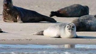 Researchers argue that only vocal learning can explain why harbour seals do not always sound like they look. (Pixabay)