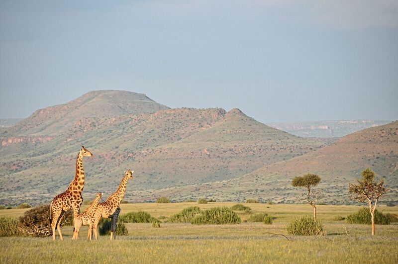 Angola-Giraffen (G. g. angolensis) im Nordwesten Namibias (Julian Fennessy)
