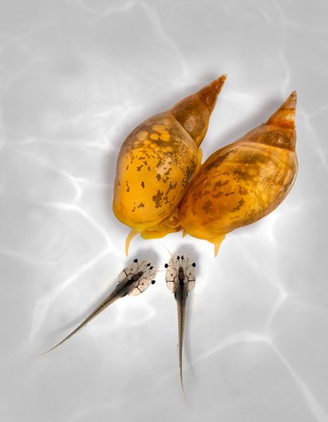 Eine links- und eine rechtsdrehende Schnecke sowie zwei Froschembryonen. (Bild: Esther de Roij und Gary McDowell, digital bearbeitet von Jeremy Guay, Peregrine Creative)