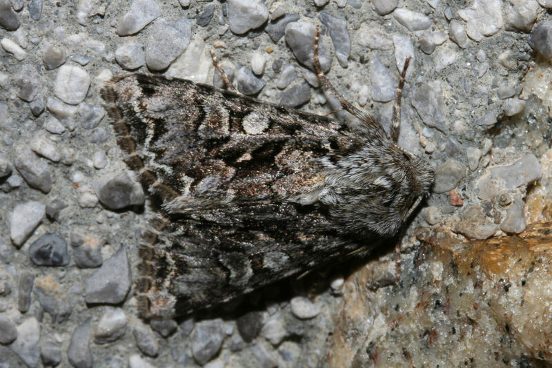 Das Foto zeigt eine Zahneule (Hada plebeja), ein kälteliebender Nachtfalter der Familie der Eulenfalter (Noctuidae). In der Studie zeigte er eine abwechslungsreiche Färbung - also eine hohe Variabilität. (Bild: Martin Wiemers/ UFZ)