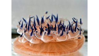 Mangrovenqualle in der Meerwasseranlage des ZMT (Bild: Achim Meyer/Leibniz-Zentrum für Marine Tropenforschung (ZMT))