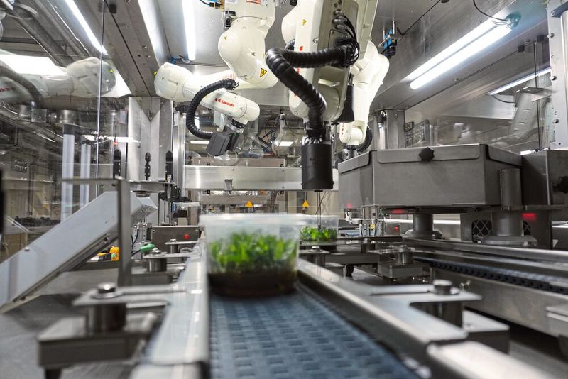 Vier präzise und schnelle Kawasaki-Roboter, ein High-end-Kamerasystem, ein Laser und eine leistungsstarke KI: Das Ro-Bo-Cut-System revolutioniert die Pflanzenvermehrung. (Bild: Kawasaki Robotics)