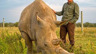 Jan Stejskal vom tschechischen Dvůr Králové Zoo mit Fatu, dem jüngeren der beiden Nashornweibchen (Ami Vitale)