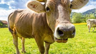 Die Zukunftstrends „Farm 4.0“ bzw. „Farm of the Future“ basieren auf dem Lely Management System T4C (Time for Cows), das kuhspezifische Informationen über Gesundheit und Fruchtbarkeit oder Menge und Qualität der Milchproduktion für Futterlieferanten oder Tierärzte liefert.  (gemeinfrei)