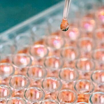A Kaust team of marine scientists and bioscientists has developed a cell-culturing technique that could lead to more accurate, interpretable and reproducible experiments in biomedical research. A Kaust team of marine scientists and bioscientists has developed a cell-culturing technique that could lead to more accurate, interpretable and reproducible experiments in biomedical research.