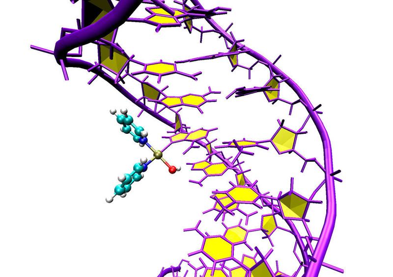 Computersimulation des Angriffs von Pt103 an den DNA-Doppelhelix. ((c) Juan J. Nogueira, Universität Wien)