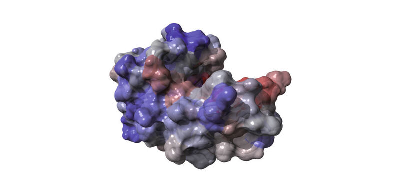 Abb. 2: Moleküldynamische Darstellung eines Lysozymmoleküls mit Yasara. Anhand der Einfärbung der Oberfläche können positiv bzw. negativ geladene Bereiche des Moleküls bei definierten Randbedingungen bestimmt werden. (Bild: Mit freundlicher Genehmigung von Sven Amrhein)