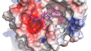 Illustration of MRGPRX2 receptor structure, with naturally occurring peptide that activates it. (UNC School of Medicine (Roth/Fay))