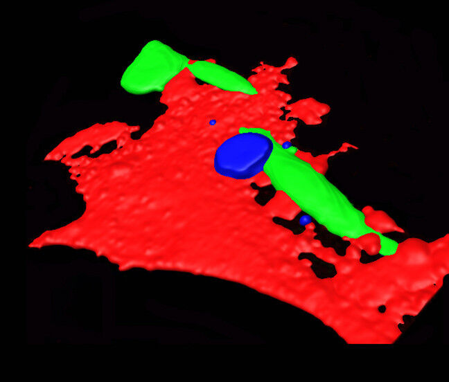 Abb. 2: Eine Tumorzelle haftet sich an das Endothel (rot) an. Dieses ist durch das auf dem CCR2-Rezeptor emfpangene Chemokin CCL aktiviert und durchlässig geworden. Das Ausschleusen der Tumorzelle wird durch die Rekrutierung von Monzyten (blau) erleichtert. (Bearbeitung mehrerer konfokaler Aufnahmen, um eine künstliche Oberfläche zu bilden.) (Bild: UZH)