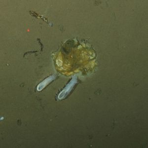 Abb. 2: Seegurken fressen die Eisalgen, die von der Unterseite des Meereises auf den Meeresgrund gesunken sind.