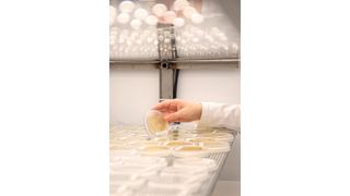 Abb. 1: Kieselalgen auf Nährmedium (Bild: Phaeosynt GmbH)