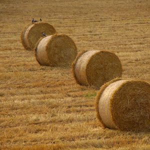 Modern biomass–to–liquid (btl) technologies help to turn agricultural residues into valueable raw materials.