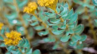 Die Rosenwurz (Rhodiola rosea) ist eine traditionelle Medizinalpflanze zur Verbesserung der Gehirnfunktion beim Menschen  (Linneus 1749). In der aktuellen Studie haben die Forscher aus Rhodiola die Gedächtnis-fördernde Substanz FAE-20 entdeckt. Diese kann einen neuen Ansatz für die Demenzforschung liefern. (gemeinfrei)
