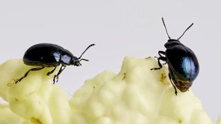 Zwei Meerrettichblattkäfer der Art Phaedon cochleariae fressen an Kohl. Käferlinien, die nach einer Genom-Editierung mittels CRISPR-Cas9 keine Pektinasen mehr hatten, waren nicht mehr in der Lage, das Pektin der pflanzlichen Zellwand abzubauen. Ihr Wachstum und ihre Überlebensfähigkeit war stark eingeschränkt. (Bild: Anna Schroll )