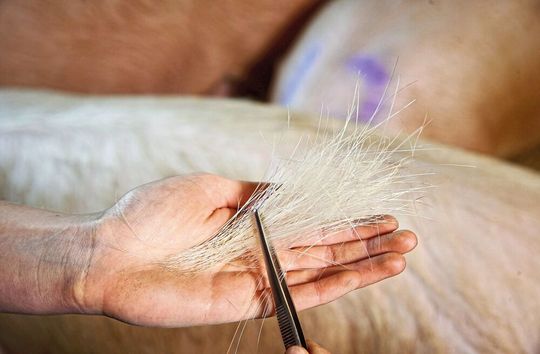 Haarprobe vom Schwein Haarprobe vom Schwein