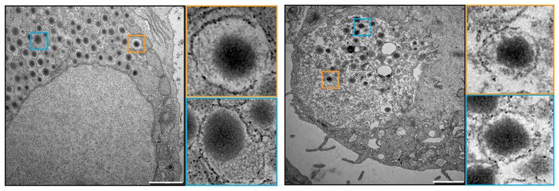 Vergleich von natürlichen (links) und künstlichen Beta-Zellen. (Bilder: aus Saxena et al., Nature Comm., 2016)