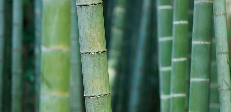 Visualising heat flow in bamboo could help design more energy-efficient and fire-safe buildings. (CC0)